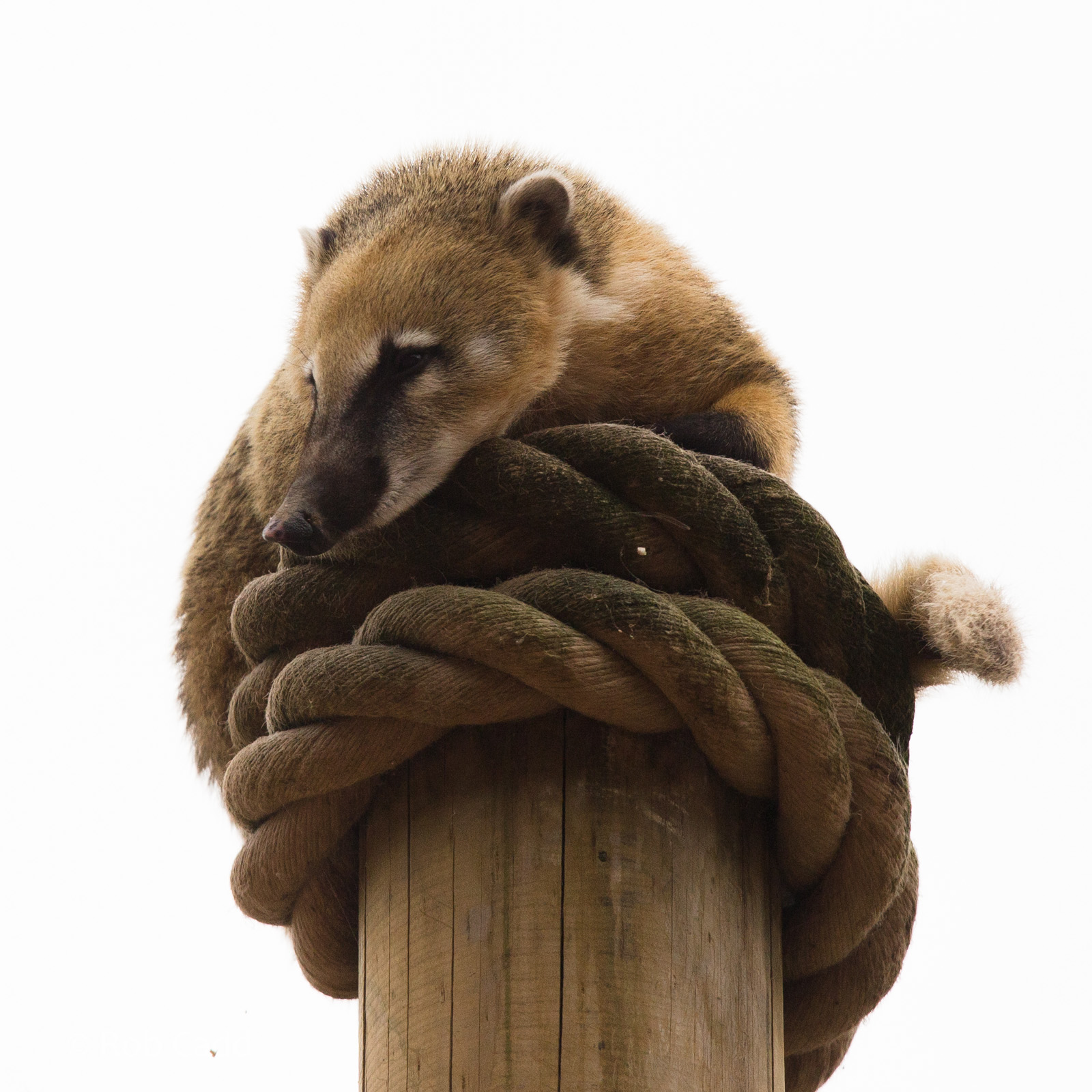 Ring-tailed coati : Marwell : 08 Aug 2014
