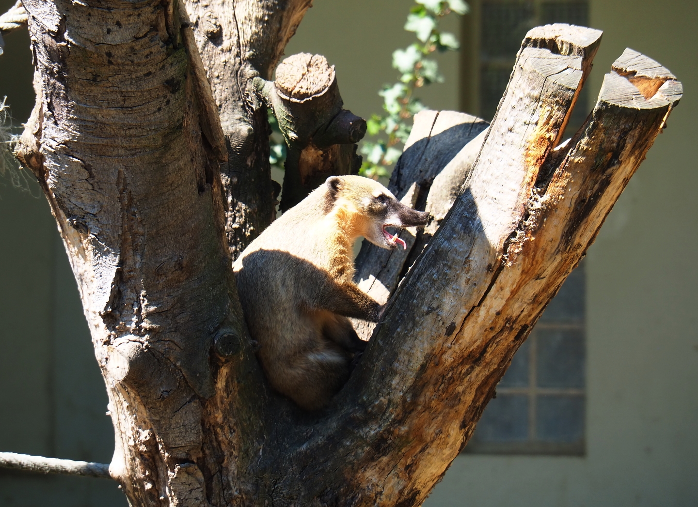Ring-tailed coati (Nasua nasua), 2019-04-20