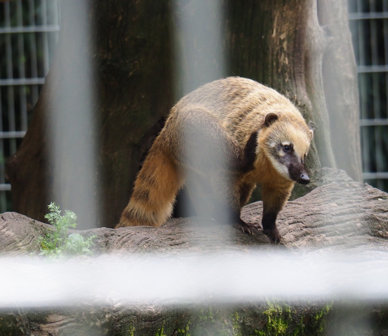 Ring-tailed coati (Nasua nasua), 2019-05-25