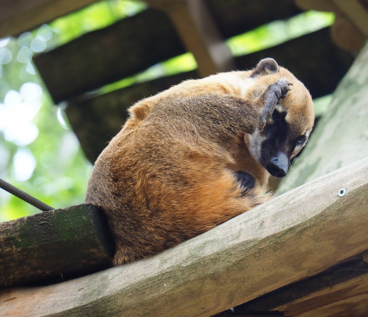 Ring-tailed coati (Nasua nasua), 2019-05-31