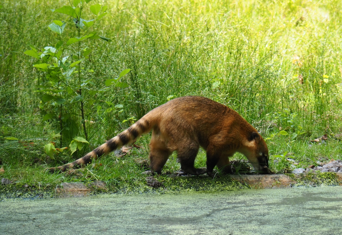 Ring-tailed coati (Nasua nasua), 2019-06-26