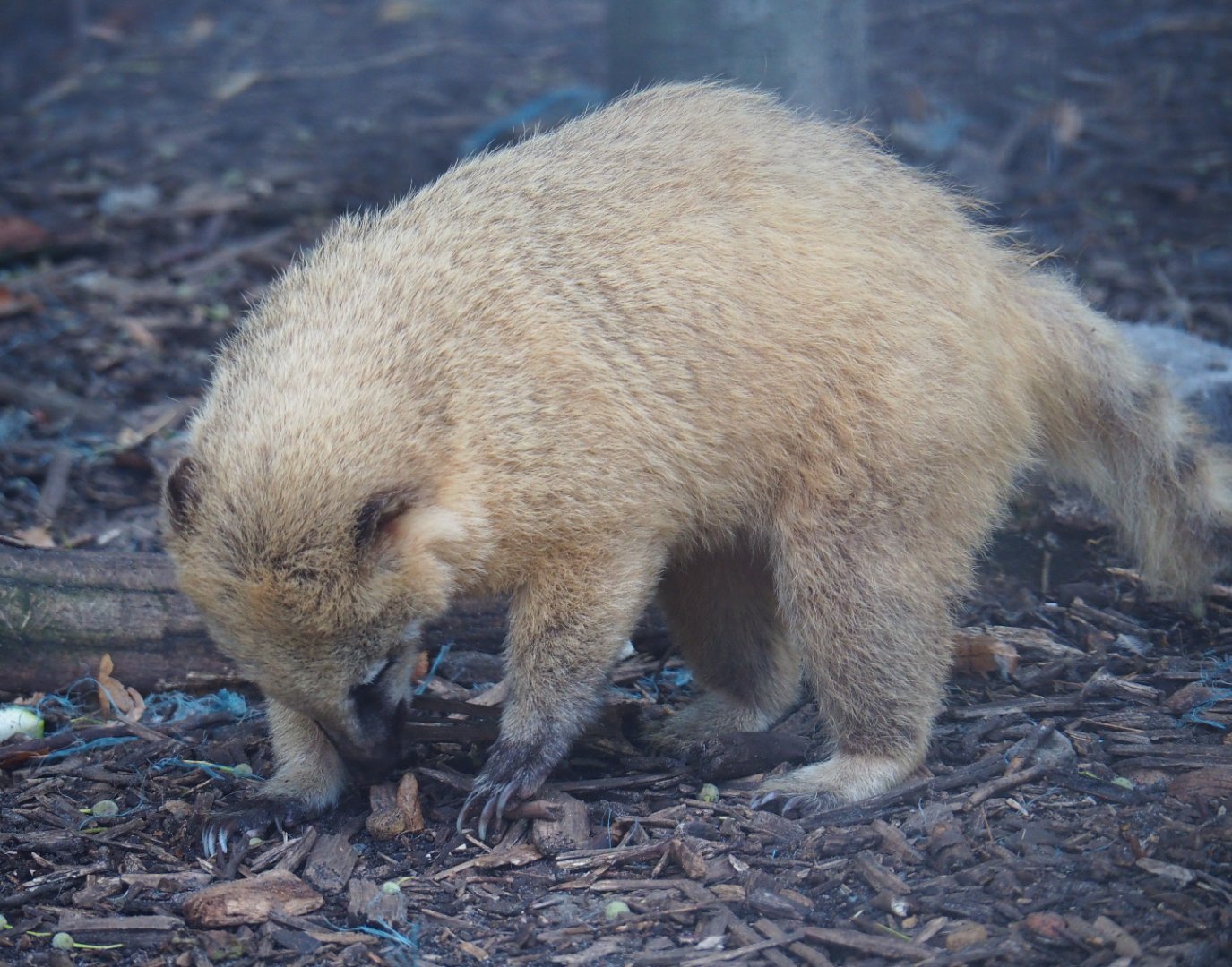 Ring-tailed coati (Nasua nasua), 2019-08-04