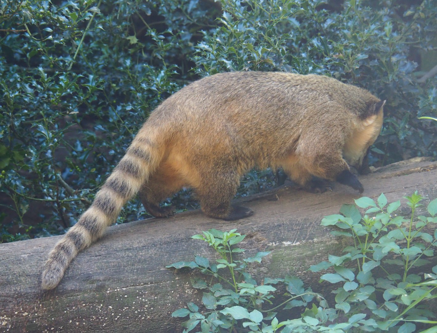 Ring-tailed coati (Nasua nasua), 2019-08-11