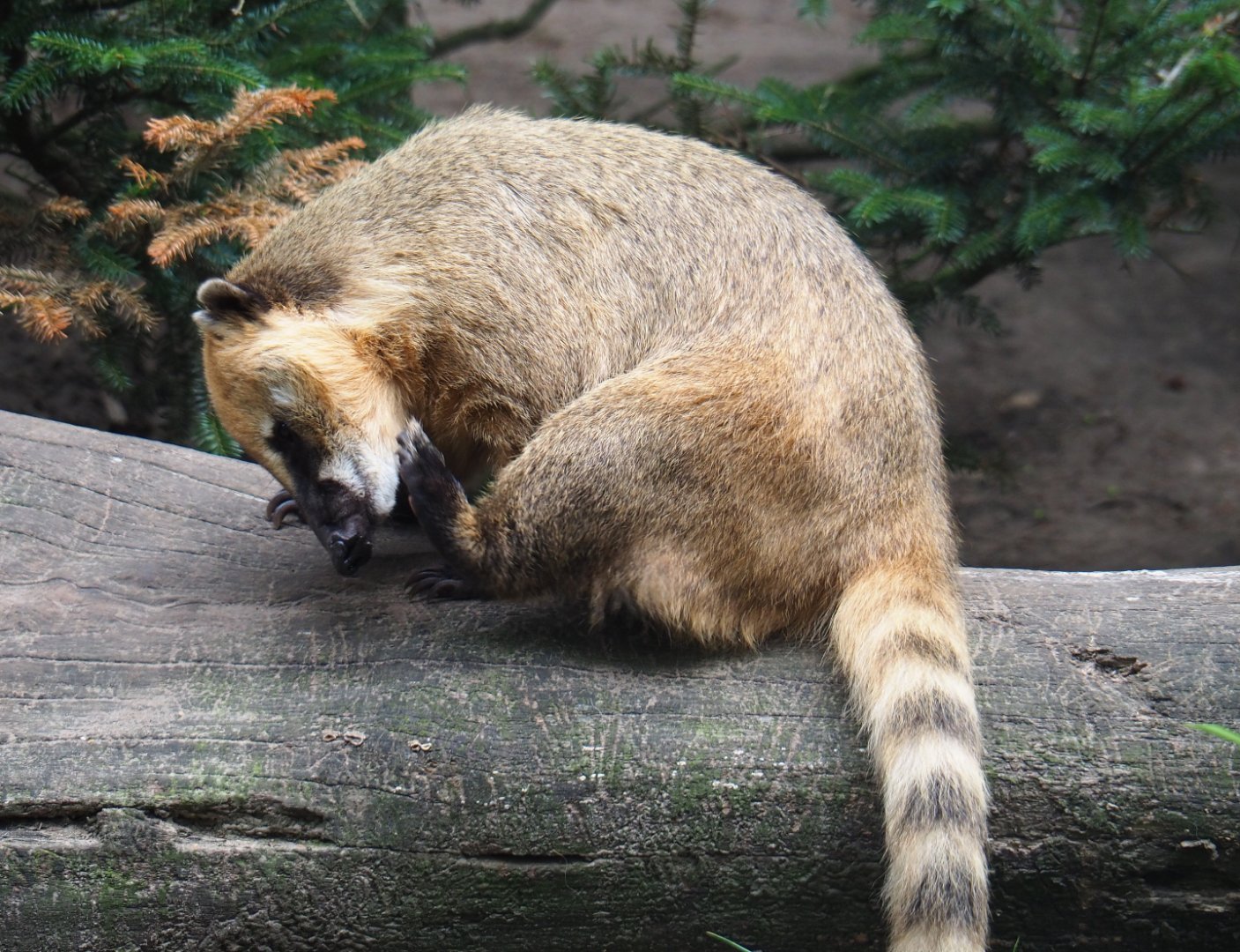 Ring-tailed coati (Nasua nasua), 2019-08-11