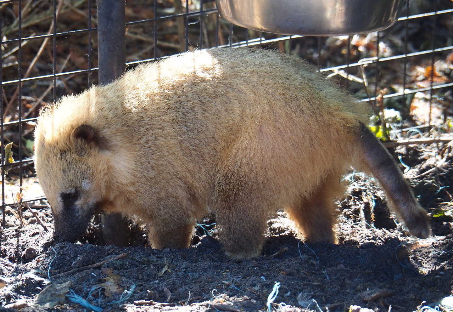 Ring-tailed coati (Nasua nasua), 2020-06-20