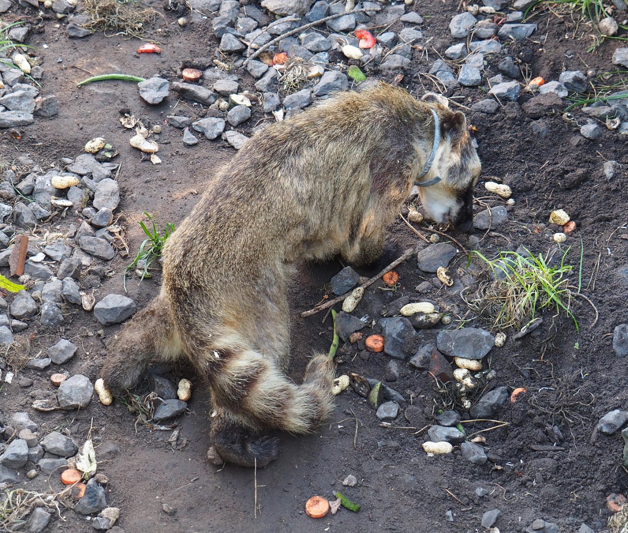 Ring-tailed coati (Nasua nasua), 2020-09-12