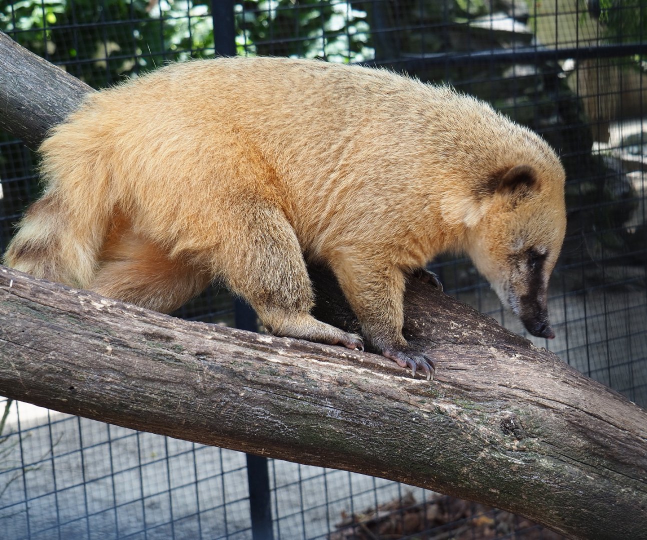 Ring-tailed coati (Nasua nasua), 2021-06-15