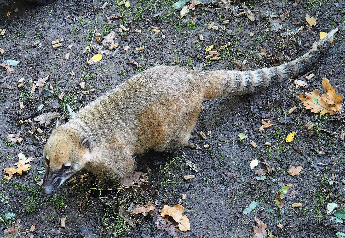 Ring-tailed coati (Nasua nasua), 2022-10-09