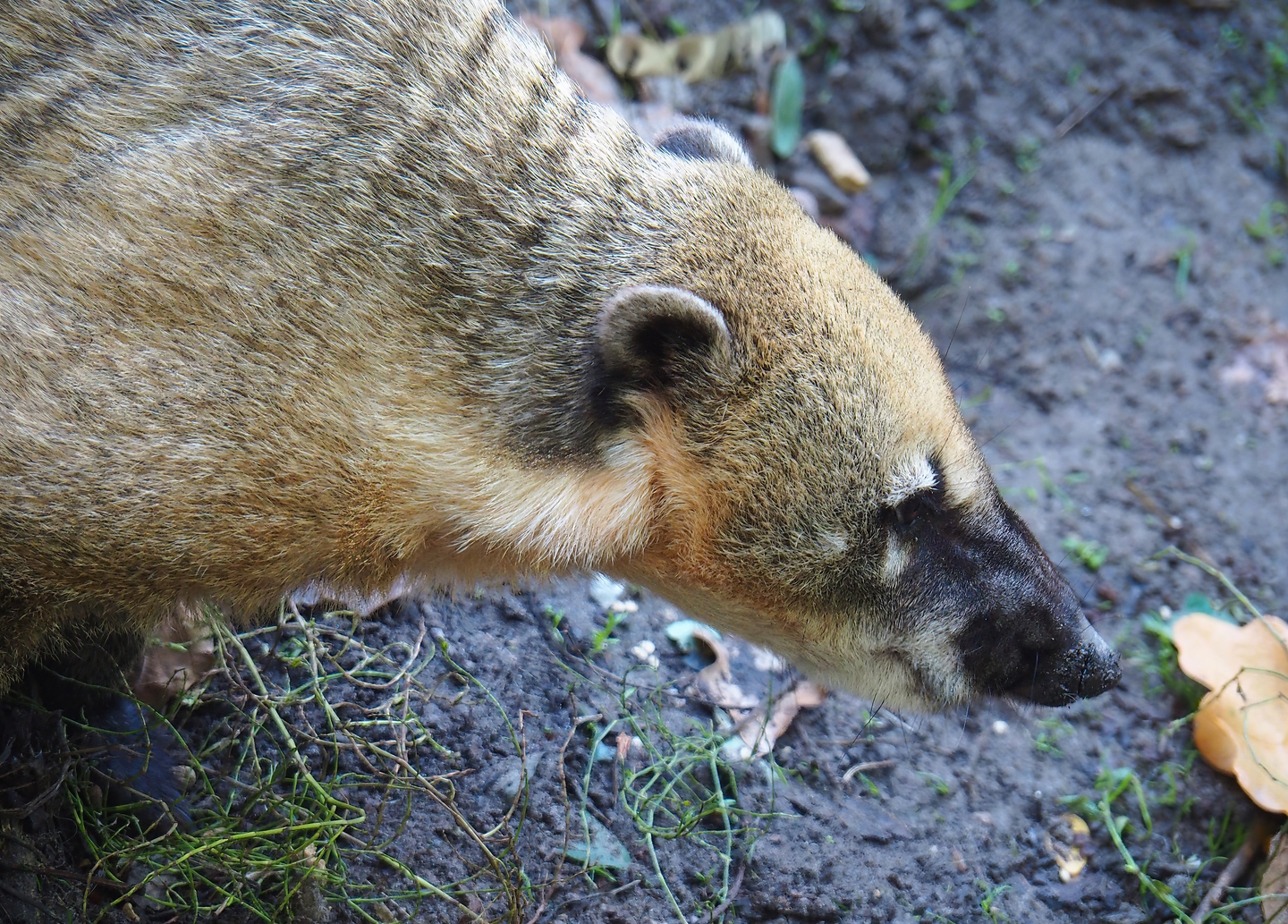 Ring-tailed coati (Nasua nasua), 2022-10-09