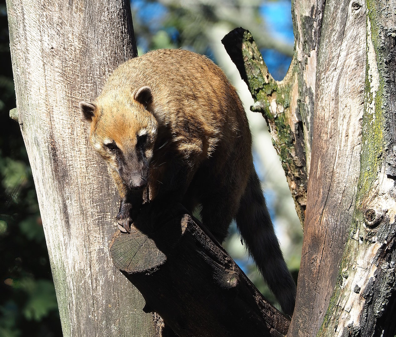 Ring-tailed coati (Nasua nasua), 2022-10-09