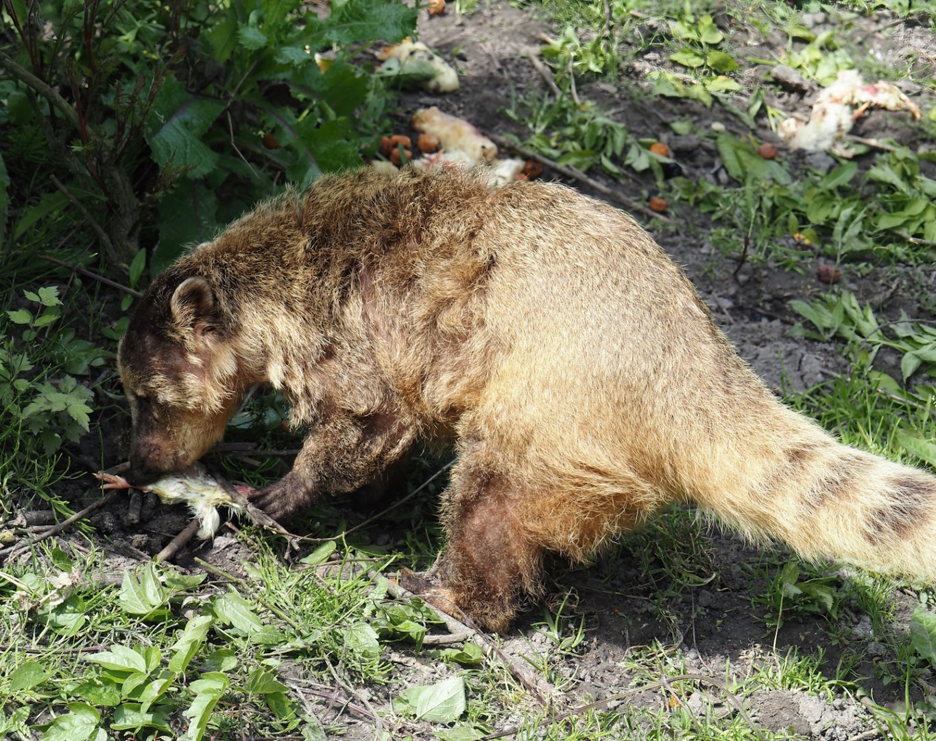 Ring-tailed coati (Nasua nasua), 2024-05-11