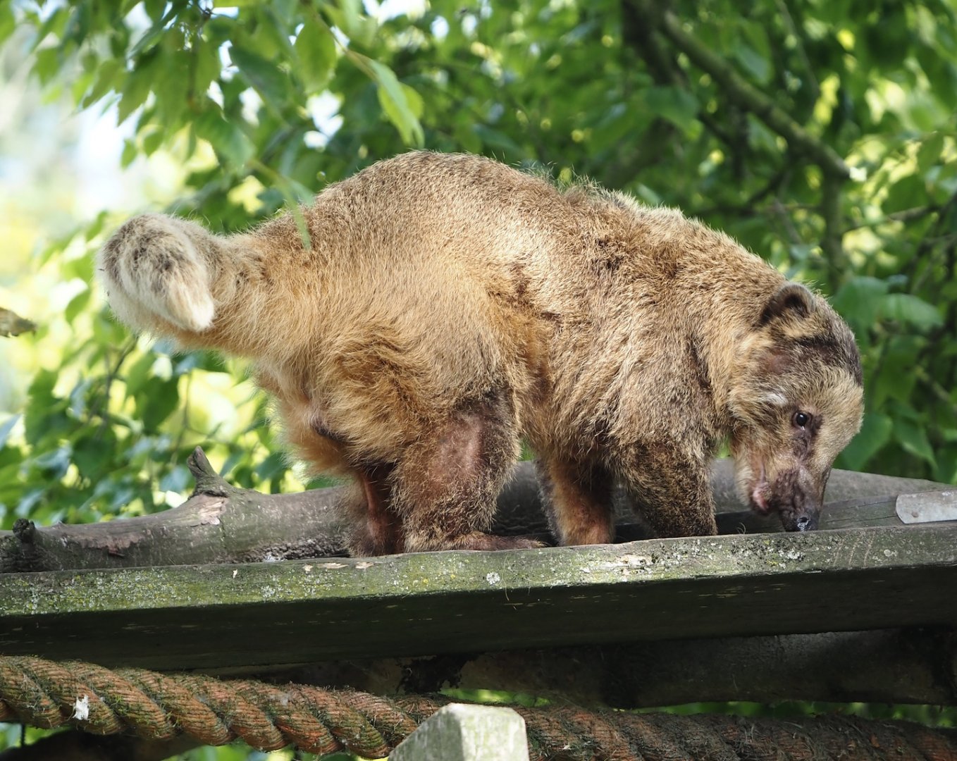 Ring-tailed coati (Nasua nasua), 2024-05-11