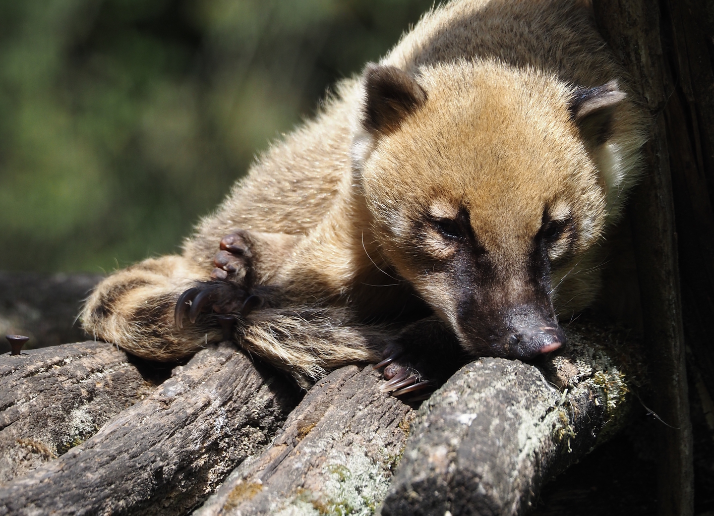 Ring-tailed coati (Nasua nasua), 2025-05-22