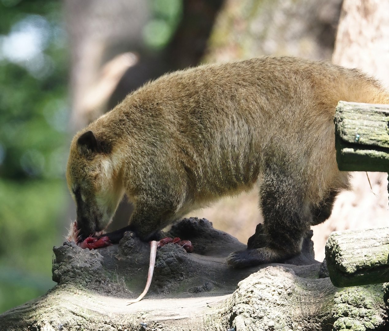 Ring-tailed coati (Nasua nasua) eating a rat, 2024-06-08