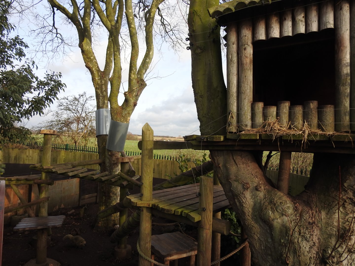 Ring-Tailed Coati (Nasua nasua) Enclosure 2