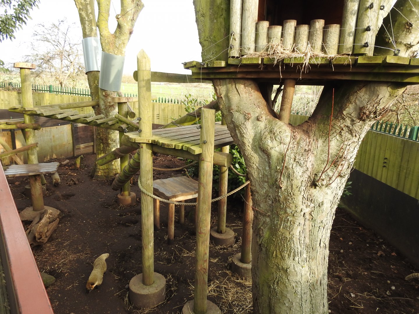 Ring-Tailed Coati (Nasua nasua) Enclosure 3