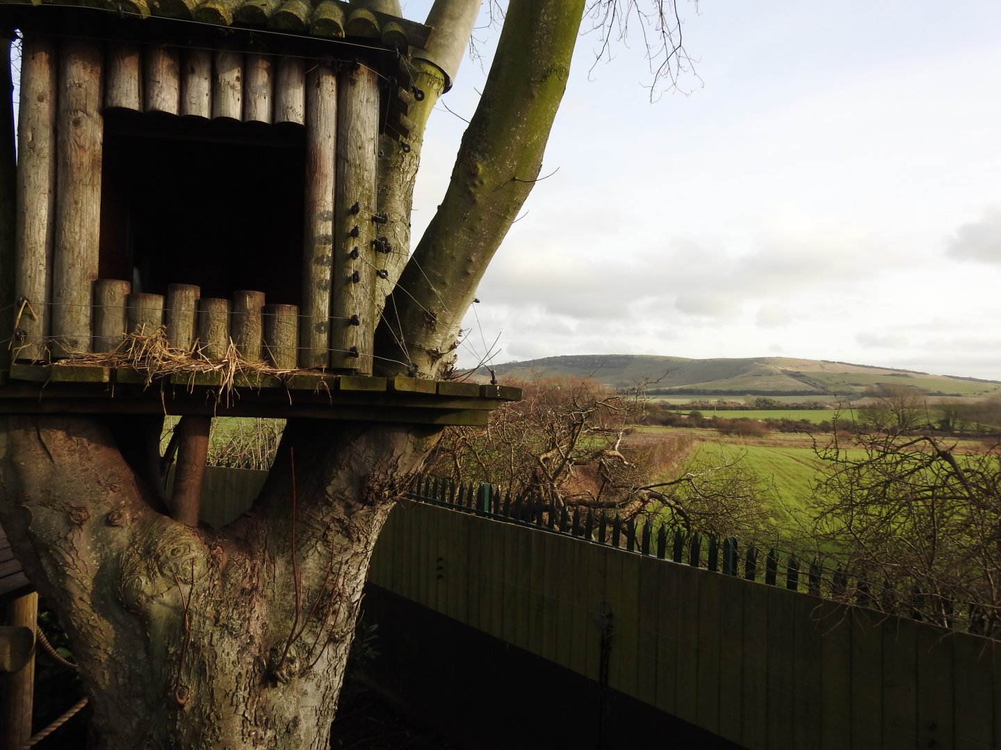 Ring-Tailed Coati (Nasua nasua) Enclosure 4