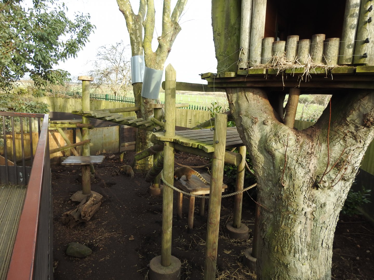 Ring-Tailed Coati (Nasua nasua) Enclosure 5