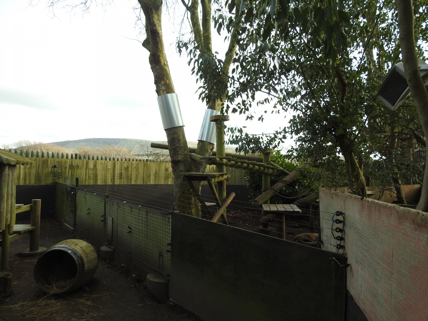 Ring-Tailed Coati (Nasua nasua) Enclosure