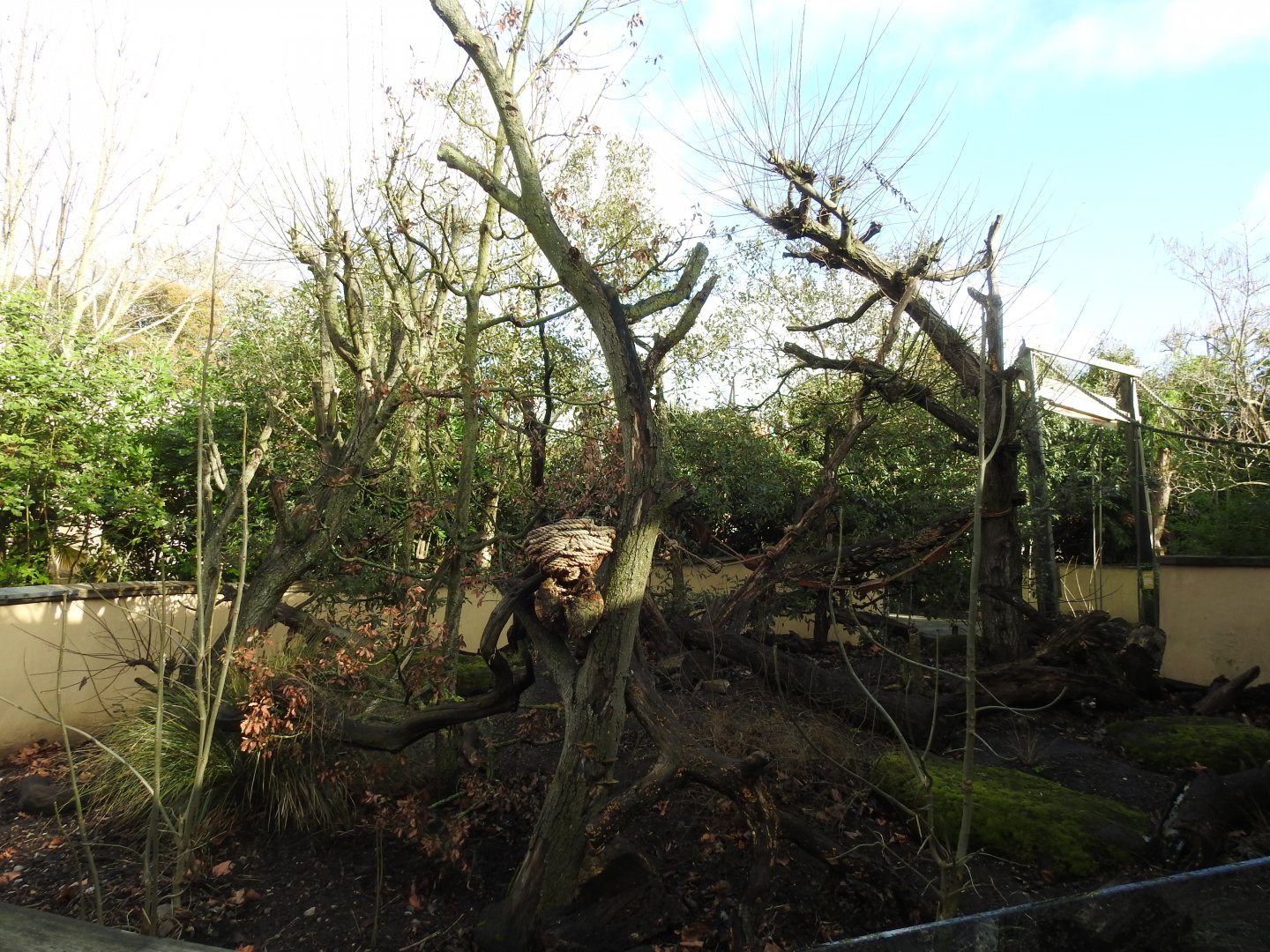 Ring-Tailed Coati (Nasua nasua) Enclosure
