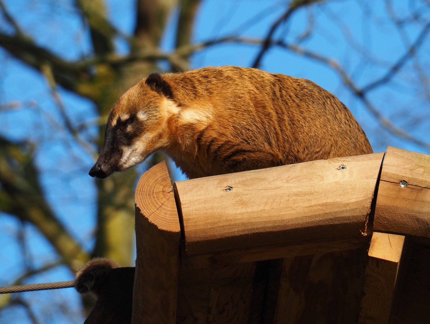 Ring-tailed coati (Nasua nasua), Feb 16th, 2019