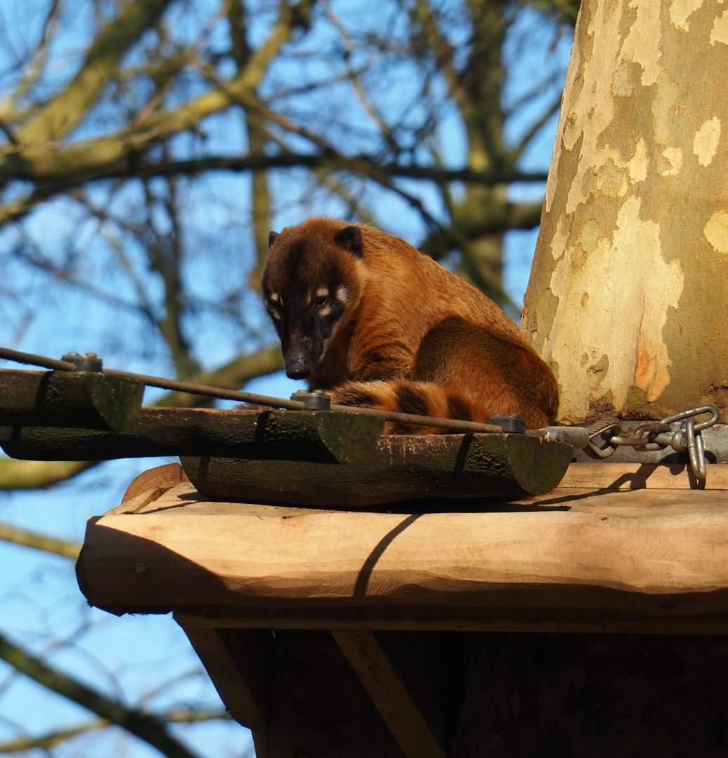 Ring-tailed coati (Nasua nasua), Feb 16th, 2019