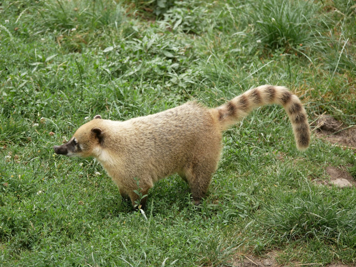 Ring-tailed coati (Nasua nasua) - Legendia Parc