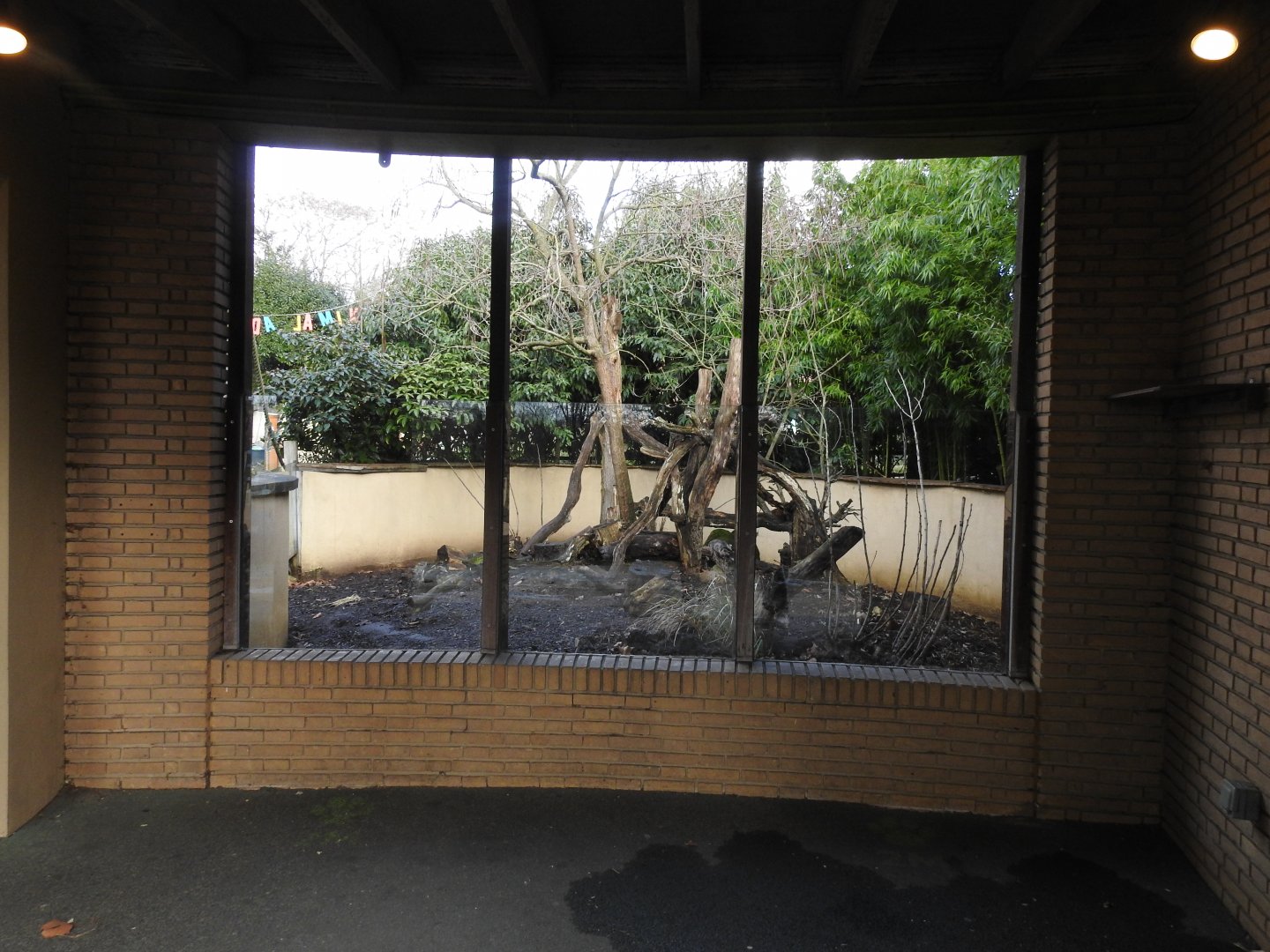 Ring-Tailed Coati (Nasua nasua) Viewing Area