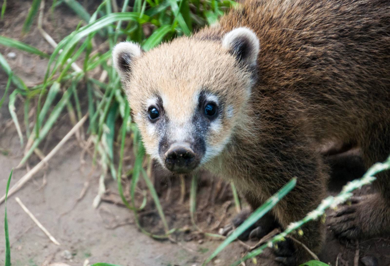 Ring Tailed Coati - Nasua nasua