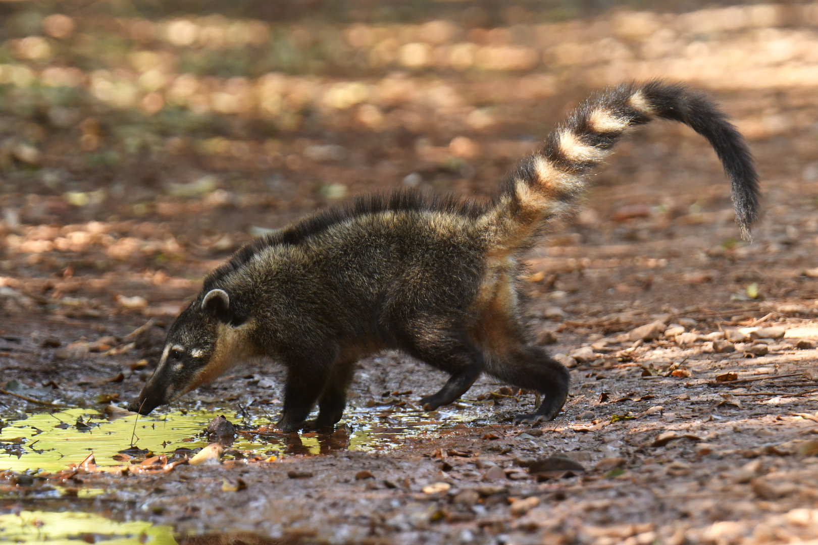 Ring-tailed coati Nasua nasua