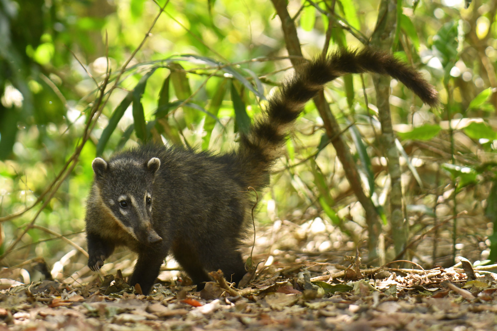 Ring-tailed coati Nasua nasua