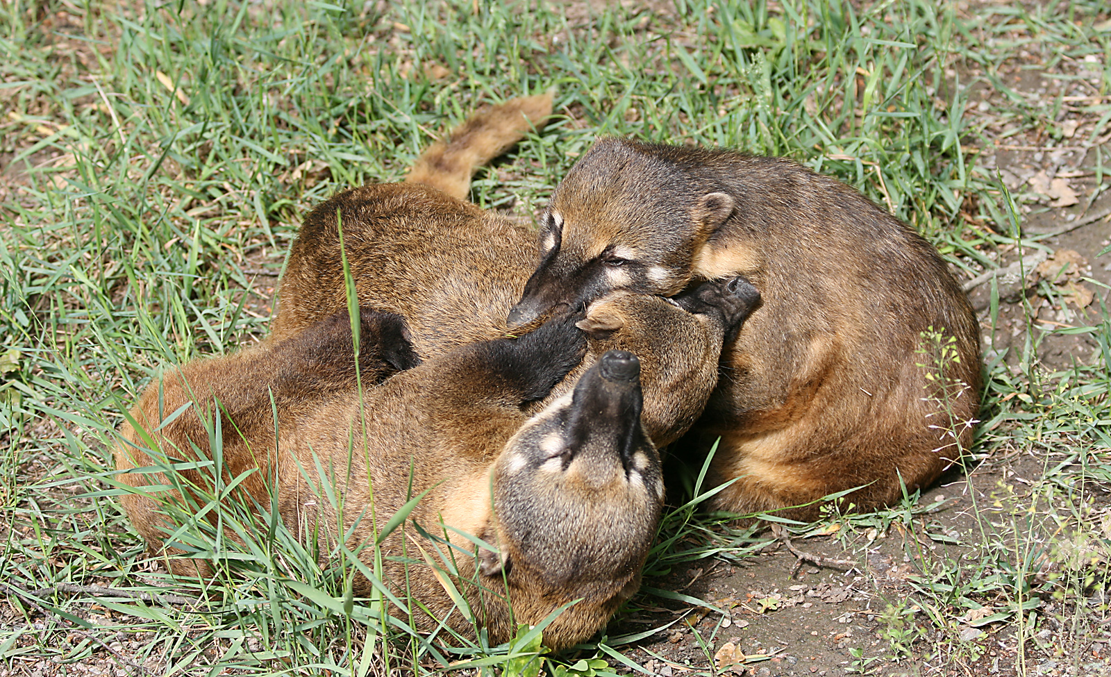 Ring-tailed coati (Nasua nasua)