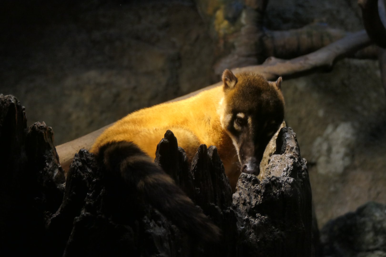 Ring-tailed Coati (Nasua nasua)