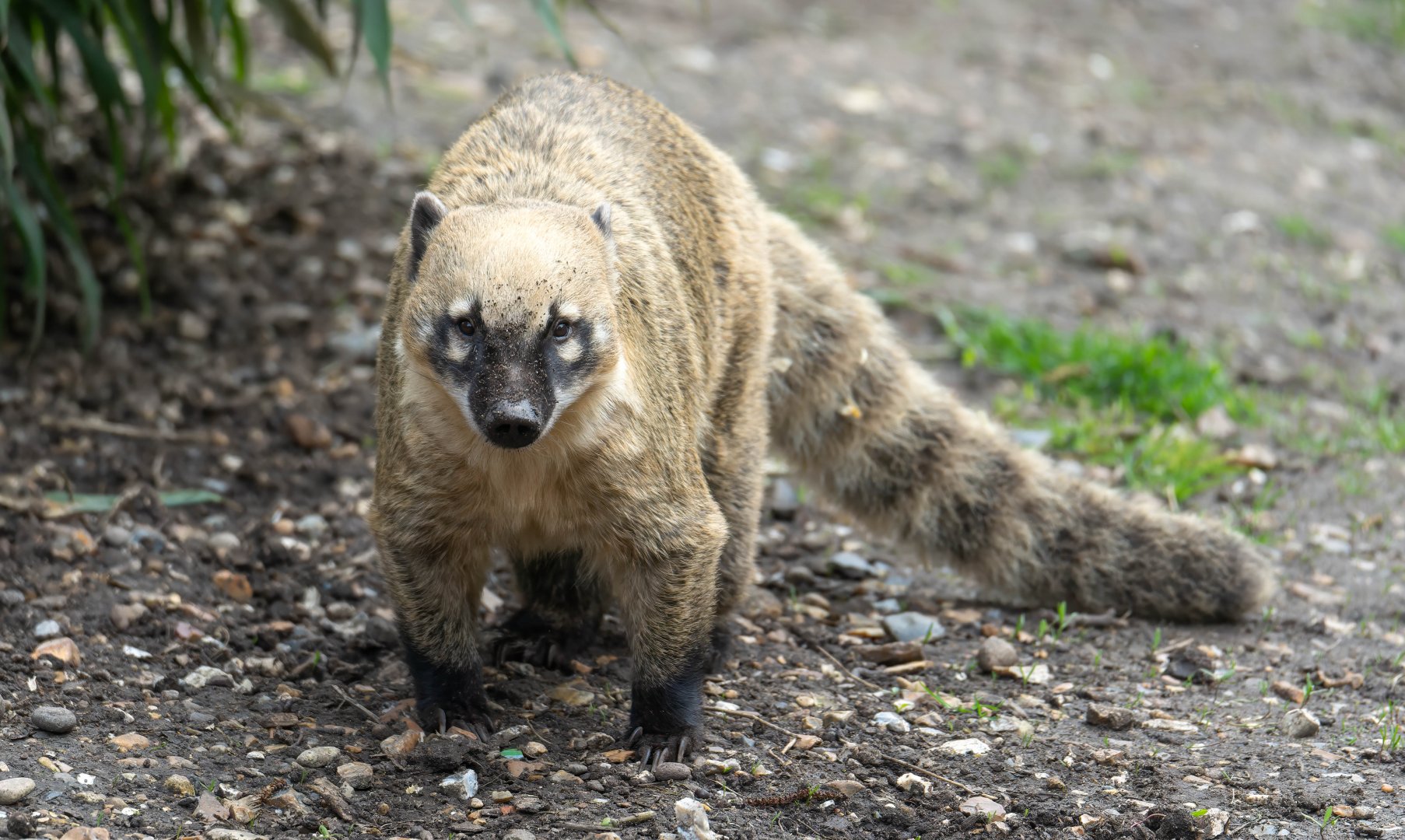 Ring Tailed Coati, Shepreth, UK