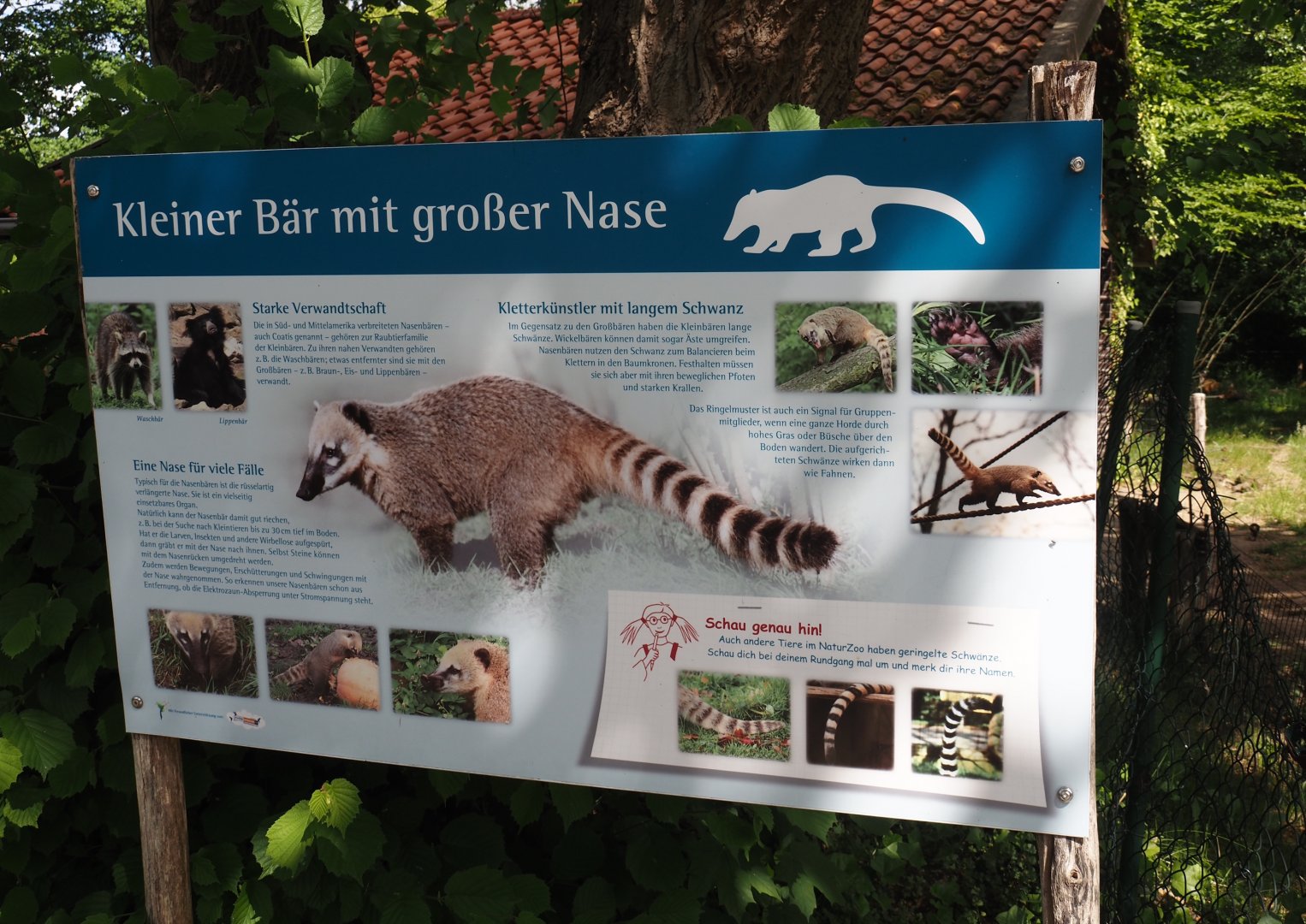 Ring-tailed coati signage, 2025-05-22