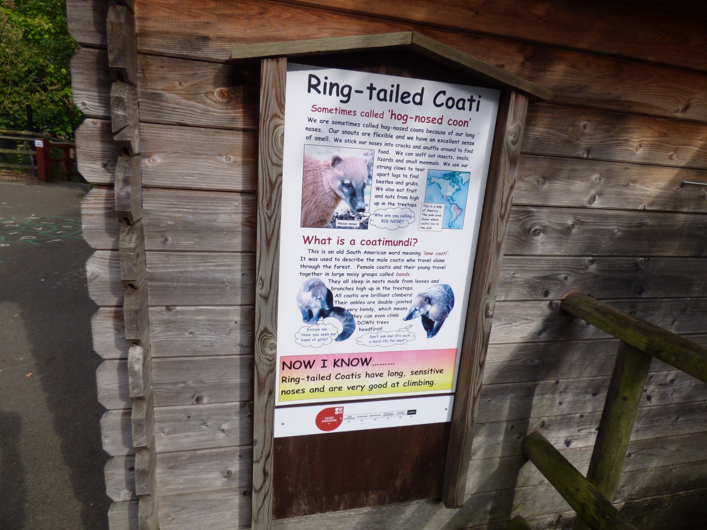 Ring-tailed Coati Signage