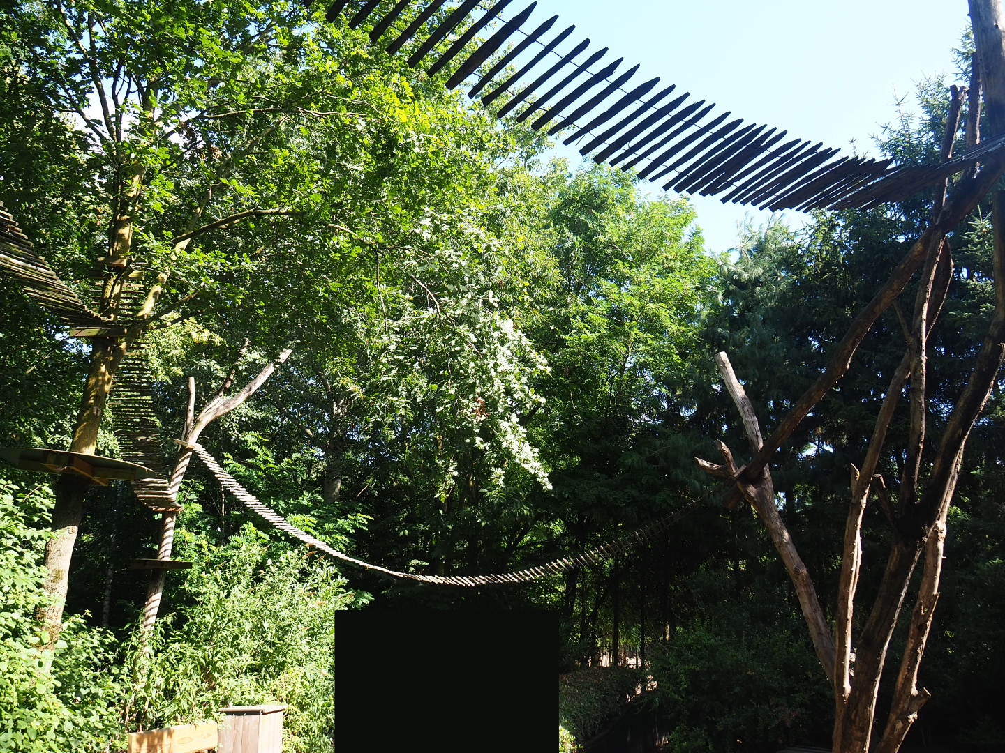 Ring-tailed coati trees and overhead climbing structures, 2019-08-11