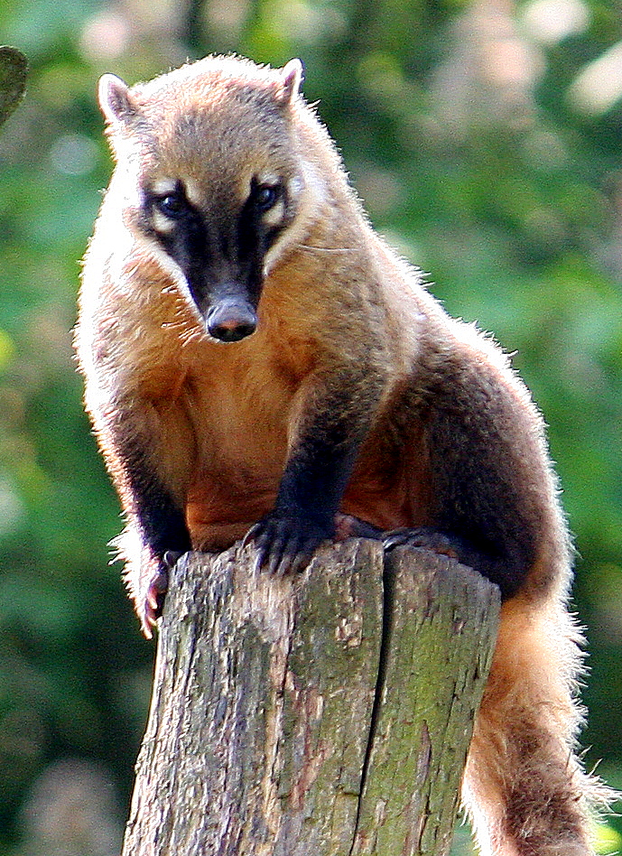 Ring-Tailed Coati