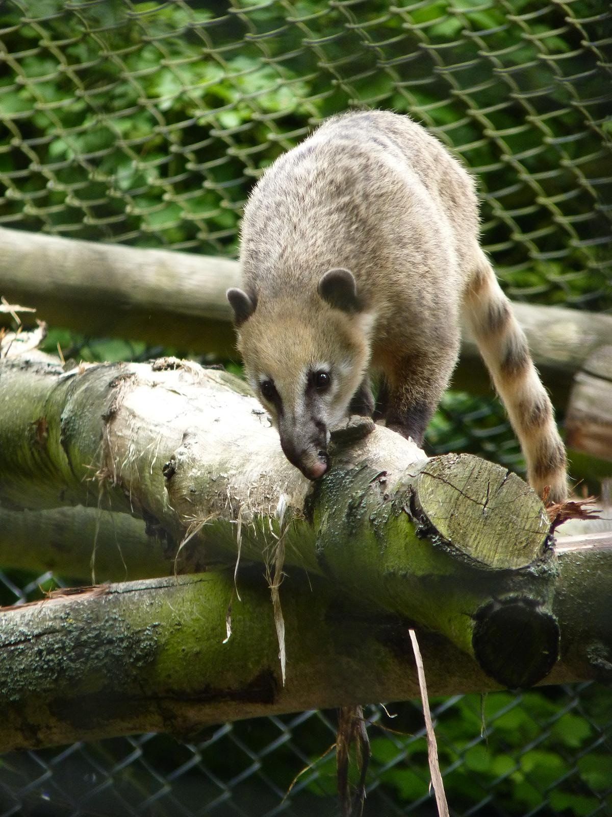 Ring-Tailed Coati