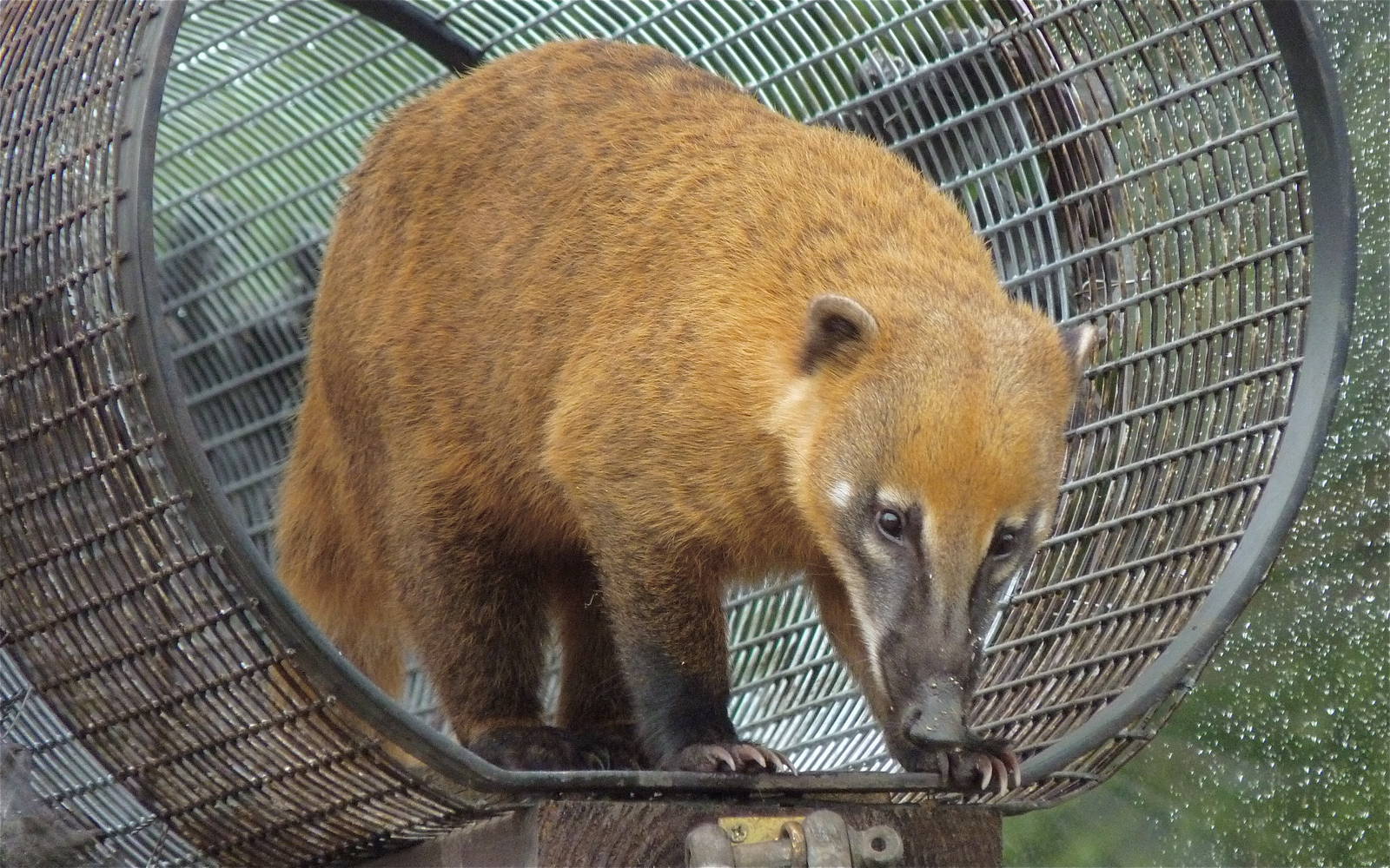 Ring-tailed Coati