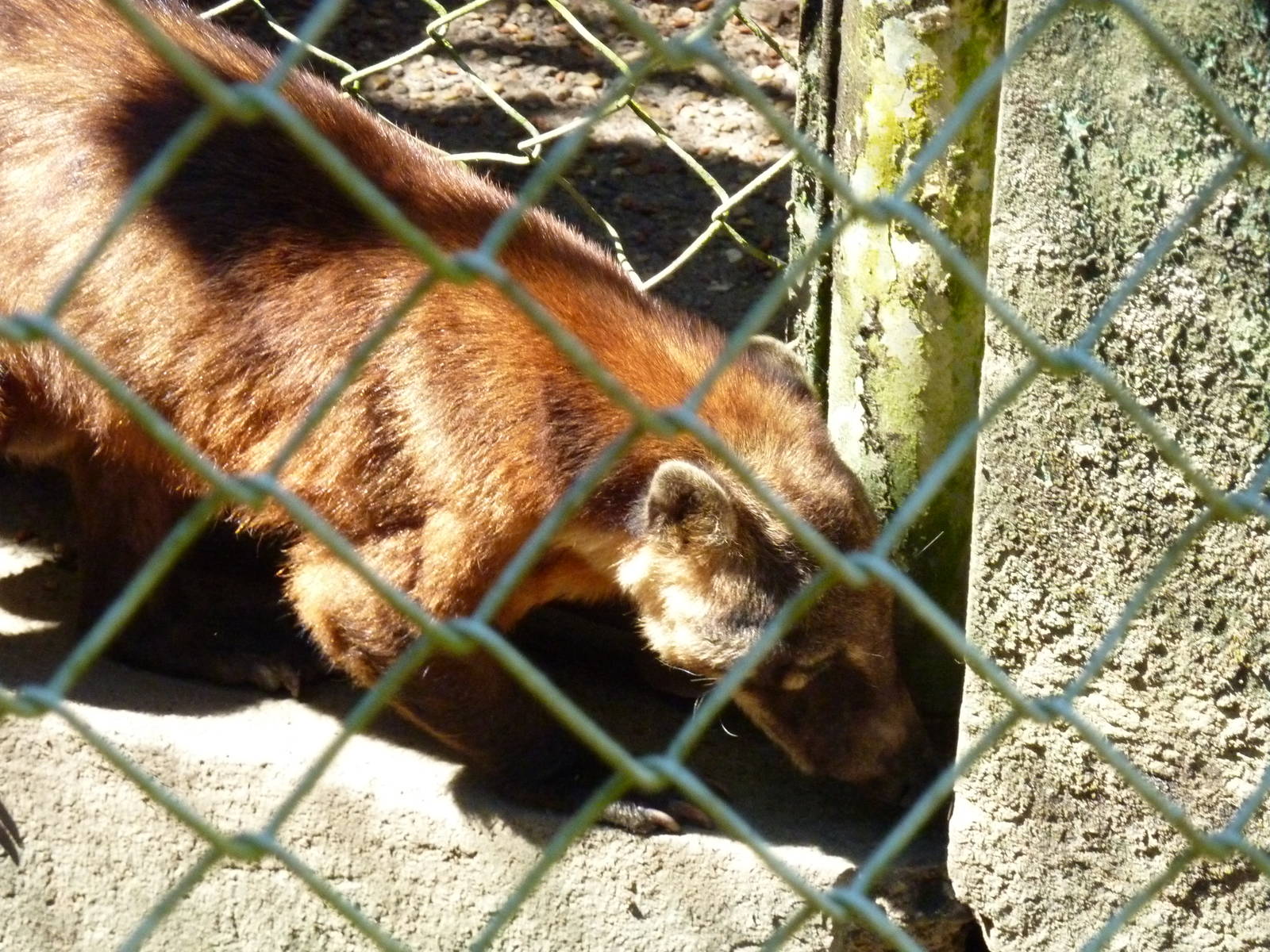 Ring-tailed coati