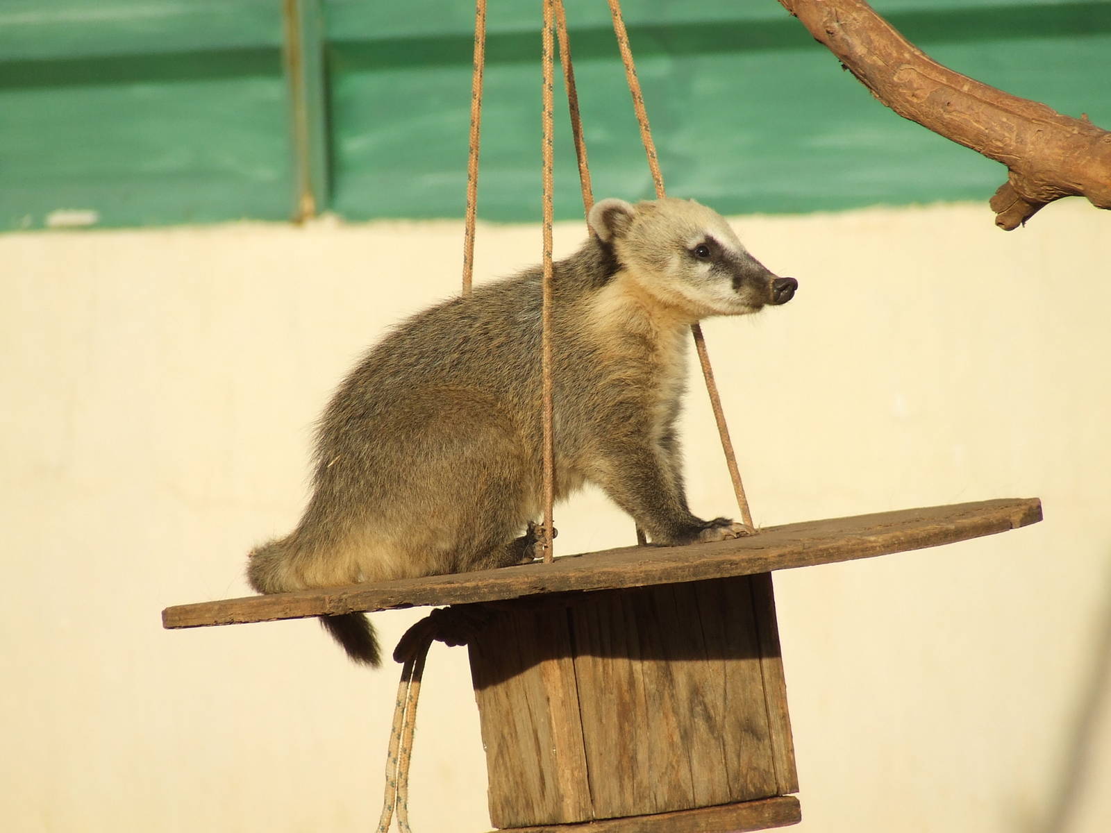 Ring-tailed coati