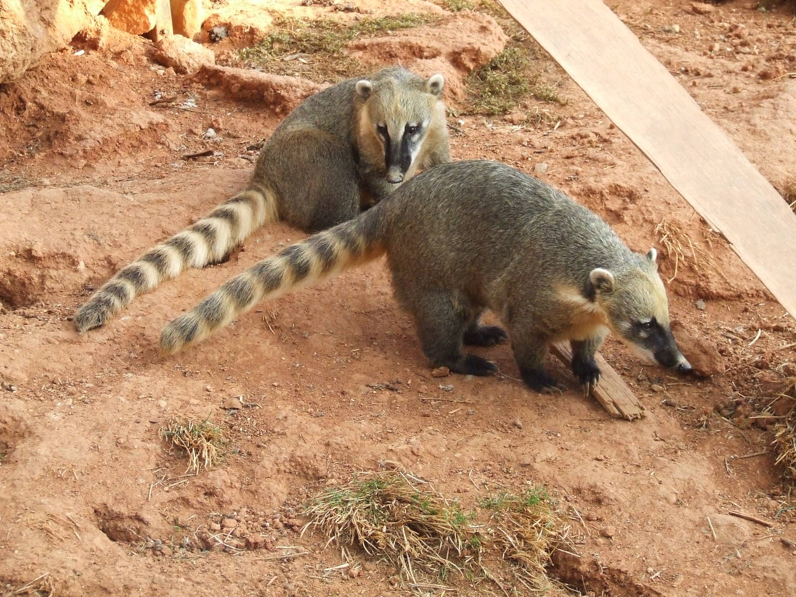 Ring-tailed coati