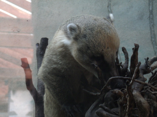 Ring-Tailed Coati