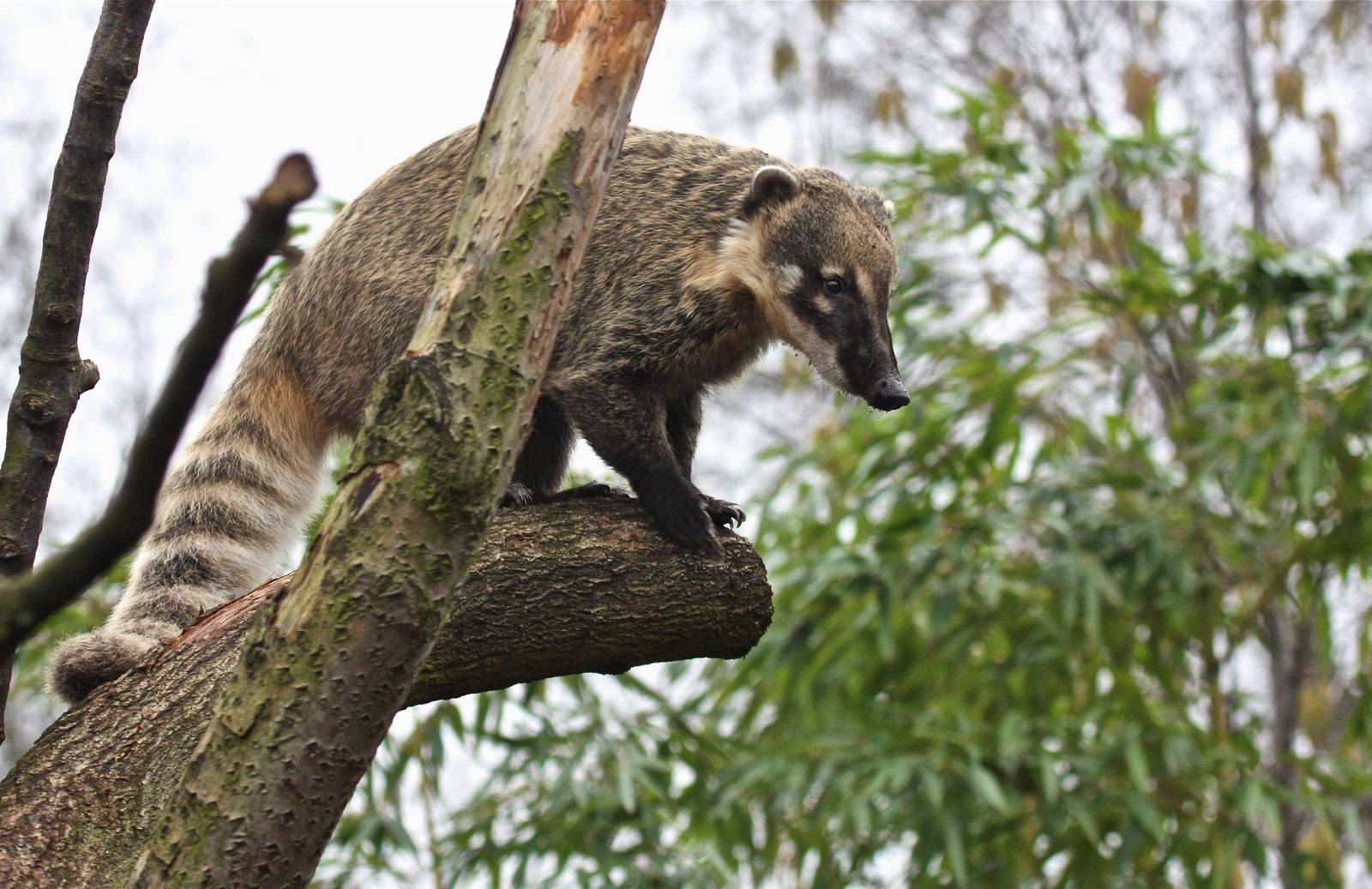 Ring tailed Coati