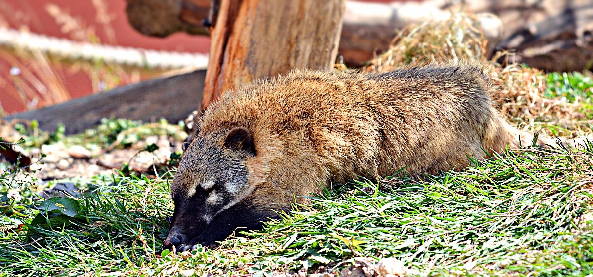 RING TAILED COATI