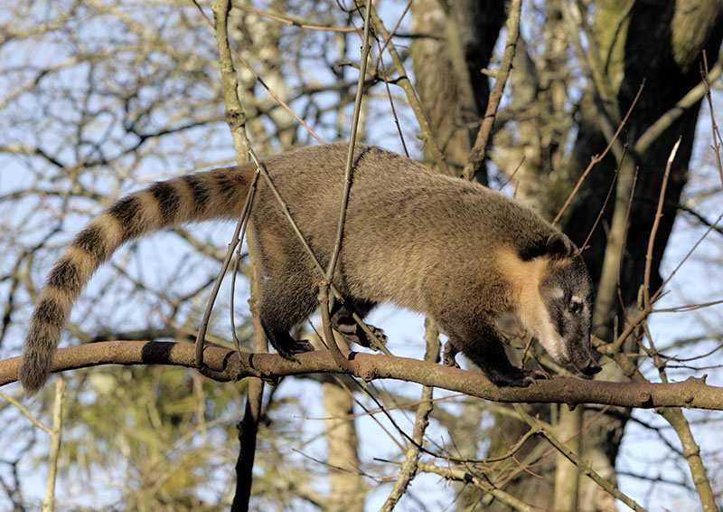 Ring-tailed coati
