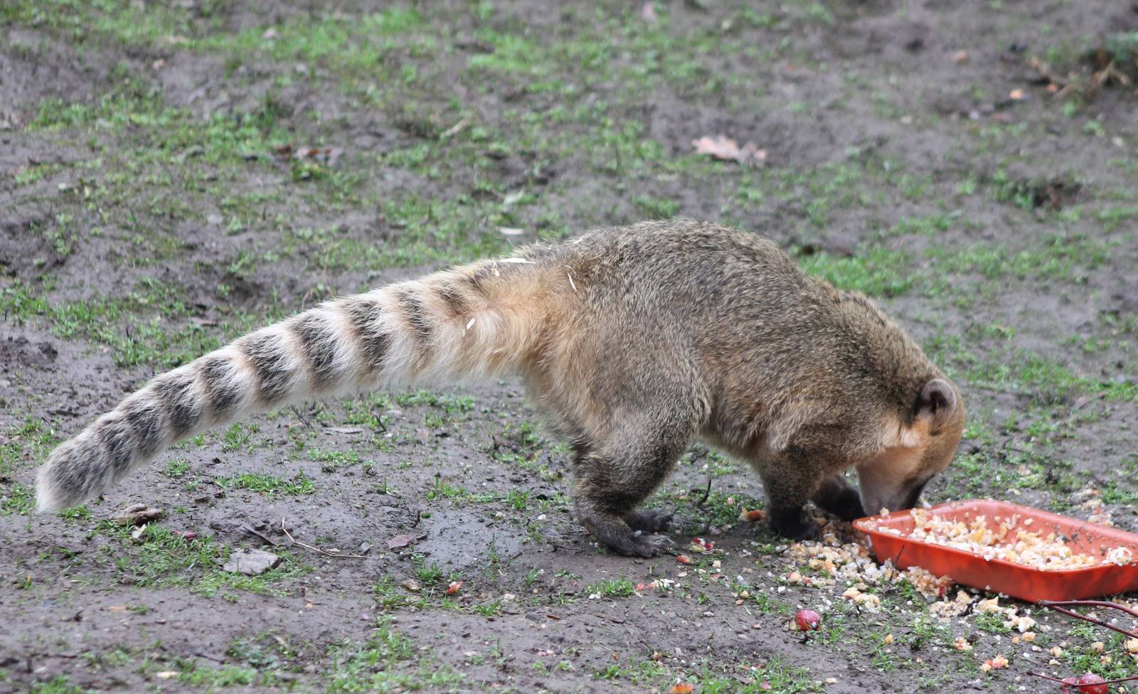 Ring-tailed coati