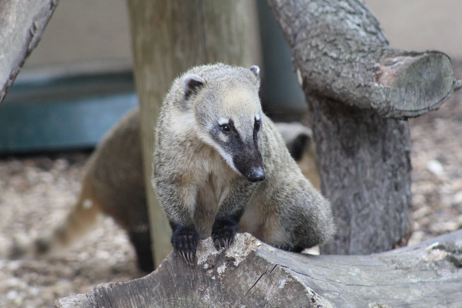 Ring-Tailed Coati