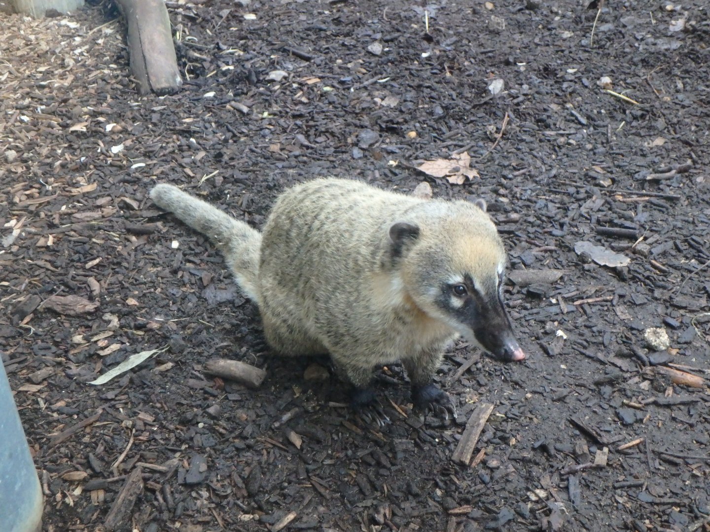 Ring-tailed coati